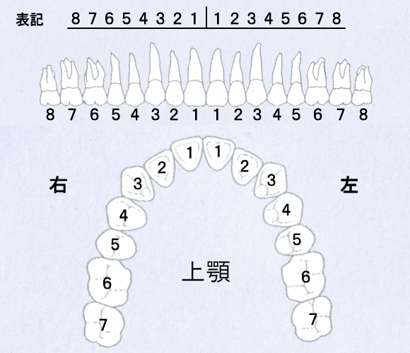 歯の番号と表記
